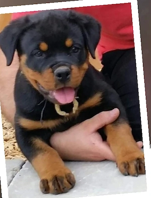 Rottweiler Welpe 
