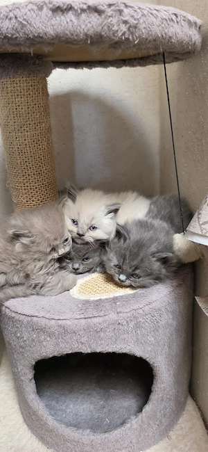 7 süße BLH-Kitten suchen ein liebevolles Zuhause!   