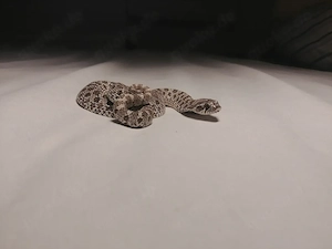 Heterodon nasicus Männchen "Axanthic" + Optional Terrarium 