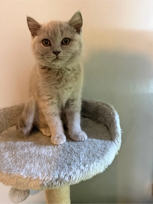 britisch Kurzhaar kitten 