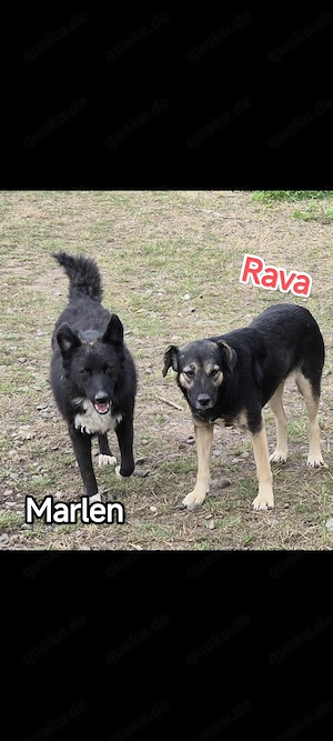 Marlen - wer gibt ihr die Chance auf ein neues Zuhause? Bild 2