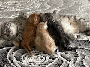 3 wunderschöne BKH Katzenbabys suchen liebevolles zu Hause 