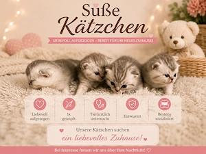 Vermittlung unserer BKH Kitten 