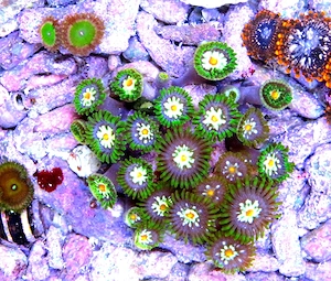Korallenableger-Meerwasser- Zoanthus " Stargazer"