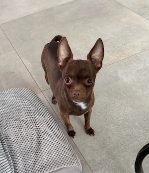 Chihuahua-Hündin sucht liebevolles Zuhause als Einzelprinzessin   
