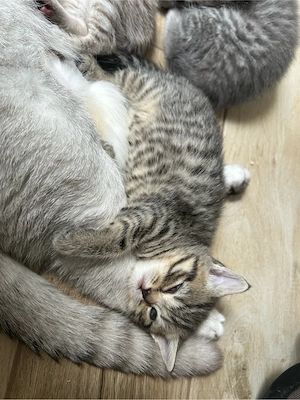 BKH Kitten Bild 2