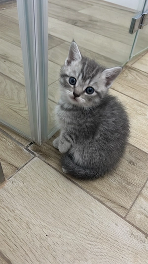 BKH Kitten Bild 5