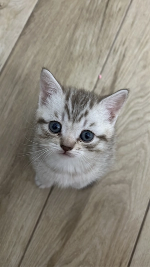 BKH Kitten Bild 4