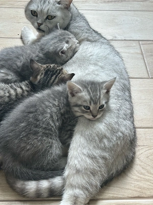 BKH Kitten Bild 3