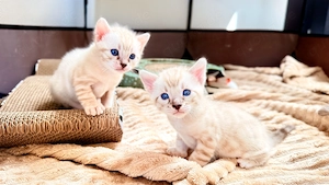 18. März drei Snow Lynx Bengal Kitten zur Welt gekommen 
