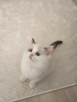 Ragdoll Kitten mit Stammbaum 