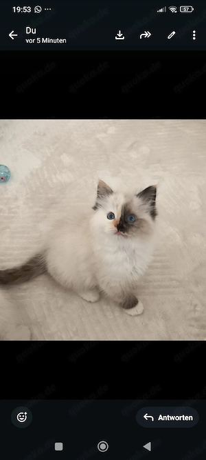 Ragdoll Kitten mit Stammbaum 