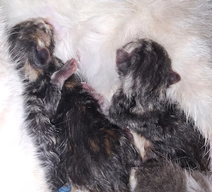 Bezaubernde BKH Maine Coon Katzenkinder