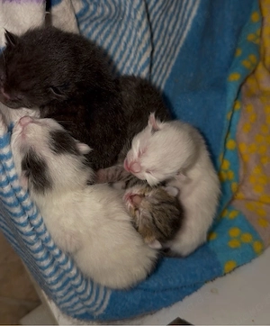 Babykatzen 