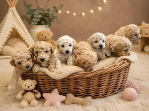 Maltipoo-Welpen