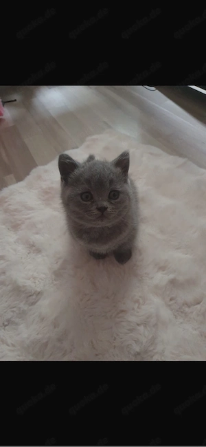 BKH Kitten Britisch Kurzhaar Kätzchen