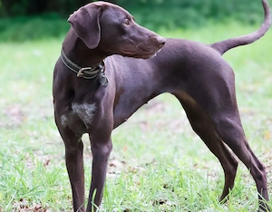 Maya, schöne Hündin sucht neues Zuhause