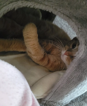 reinrassiger kater zu verkaufen nur in liebevolle hände