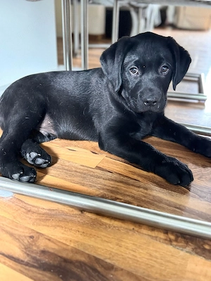 Reinhassige Labrador  Retriever welpe 