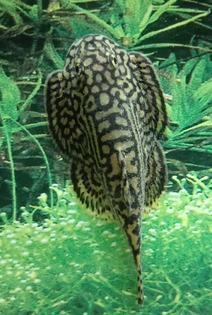 Goldstreifenflossensauger