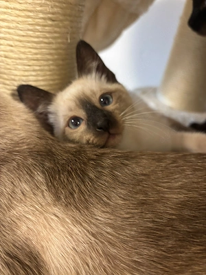 Thai kitten 