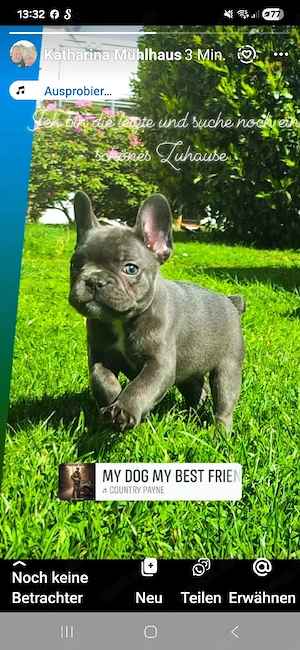 1 Bully Mädchen sucht ihr Zuhause!