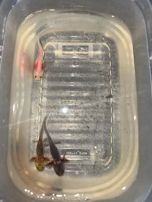 8 junge Axolotl abzugeben 