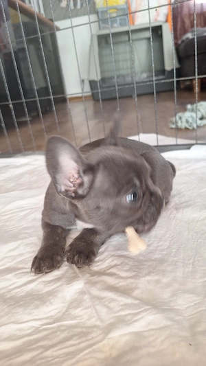1 Bully Mädchen sucht ihr Zuhause! Bild 5