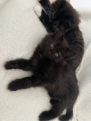 Katzenbabys weibchen 