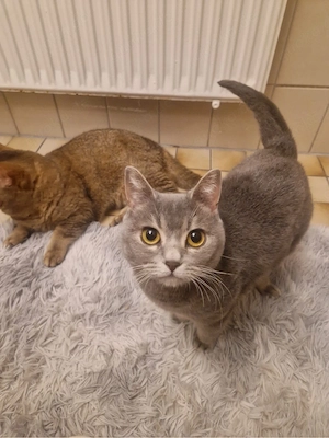 Schöner Kater und schöne Katze