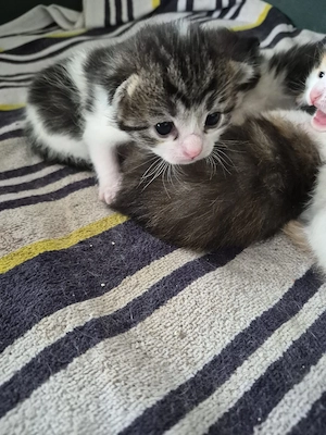 BKH-Maine Coon Mix  