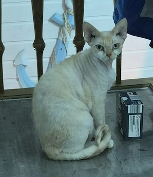 Devon Rex Kater mit Stammbaum