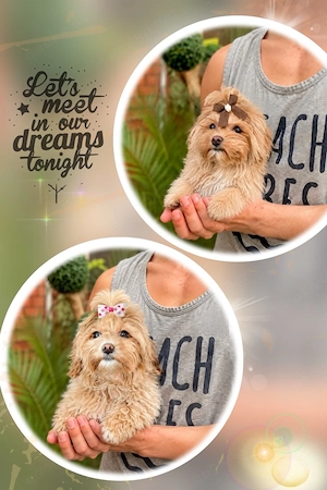  Mini Maltipoo Welpen    Bild 10