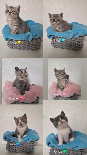 Bkh kitten 