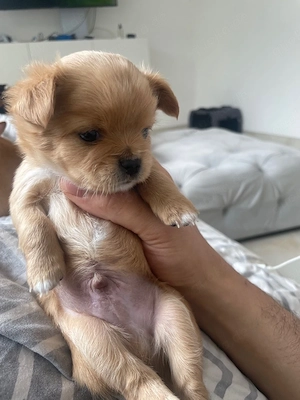 chihuahua rüde welpe 