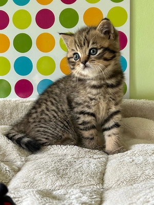 Reinrassige BKH Kitten :  Nur 1 Katze vorhanden !
