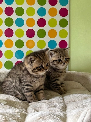 Reinrassige BKH Kitten :  Nur 1 Katze vorhanden ! Bild 3