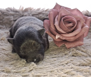 Einzigartige Pomeranian-PomChis75%Poms