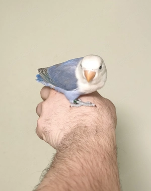 Sehr zahm junge Vogel 