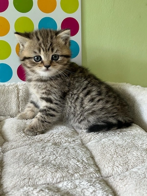 Reinrassige BKH Kitten :  Nur 1 Katze vorhanden ! Bild 2
