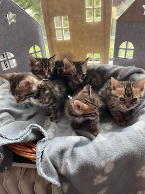 Bengalkitten 