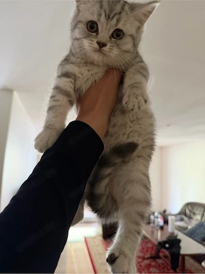 Reinrassige britisch Kurzhaarkater zum Verkauf