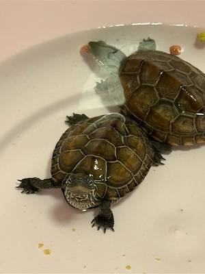 Wasserschildkröten Bild 4