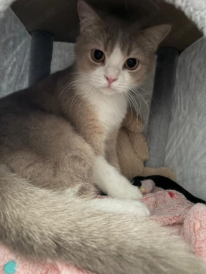 Scottish Straight Jung Kater kitten (9 Monate) sucht ruhiges Zuhause Bild 3