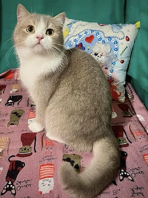 Scottish Straight Jung Kater kitten (9 Monate) sucht ruhiges Zuhause
