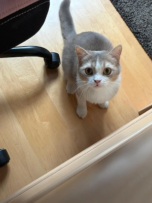 Scottish Straight Jung Kater kitten (9 Monate) sucht ruhiges Zuhause Bild 6