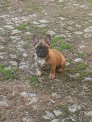 Französischer Bulldoggen Welpen (Rüde)
