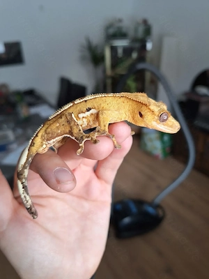 Kronengecko (Correlophus ciliatus) ggf mit Terra
