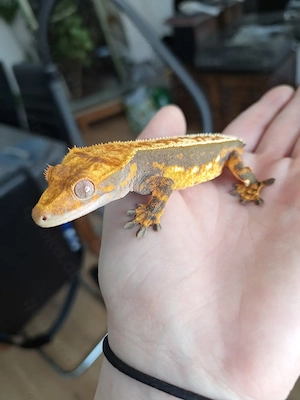 Kronengecko (Correlophus ciliatus)  ggf mit Terra