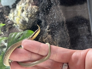 Gonyosoma Boulengeri 0,1 CB25